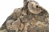 Detailed Jurassic Ammonites in Rock - Morocco #295344-1